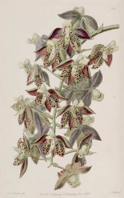 Catasetum atratum by Miss Drake